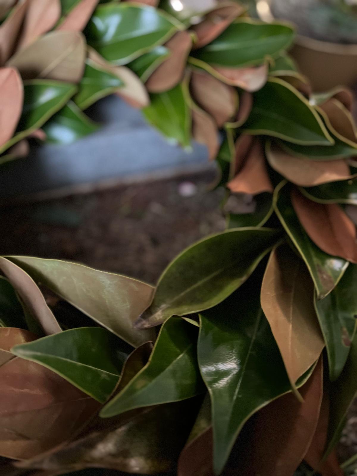 Eleganter Kranz aus Magnolienblättern: Große Größen