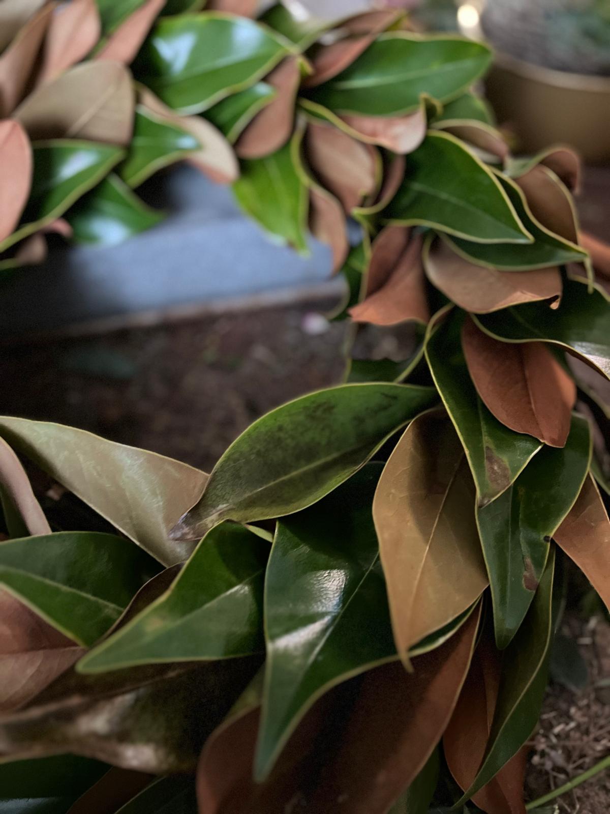 Eleganter Kranz aus Magnolienblättern: Große Größen