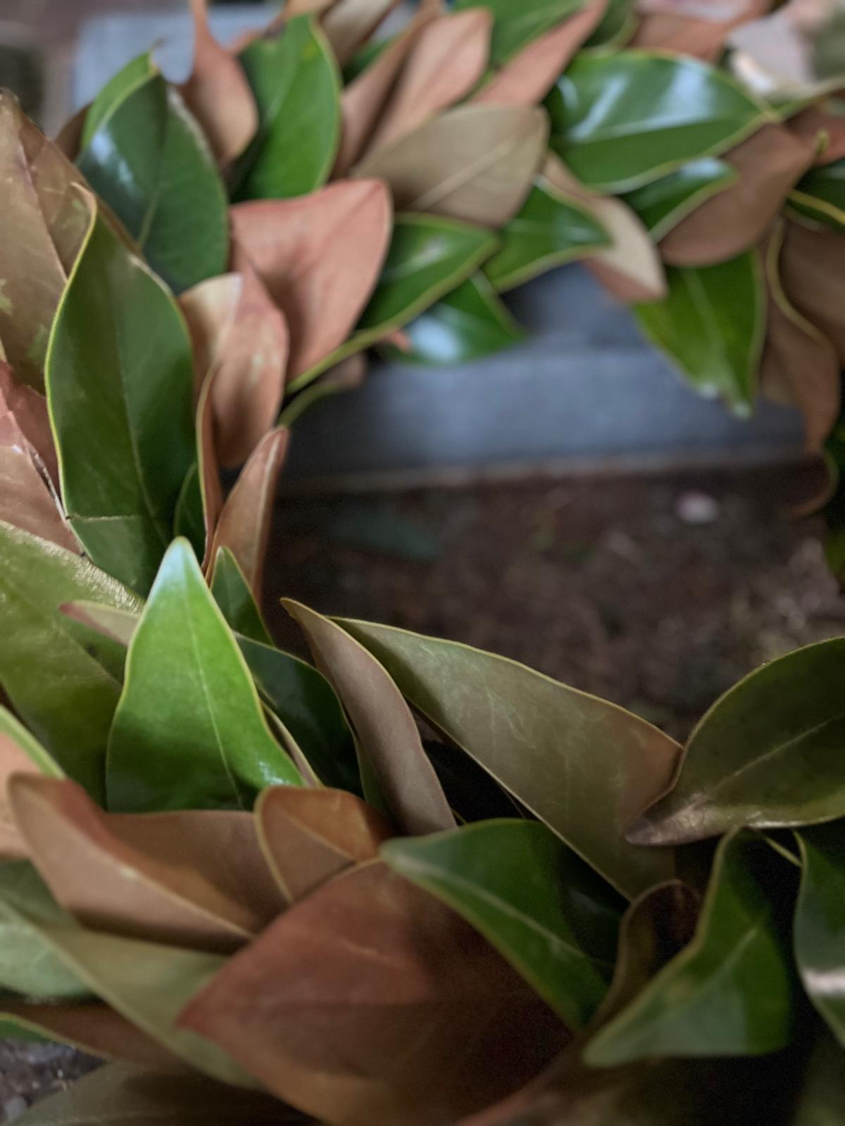 Eleganter Kranz aus Magnolienblättern: Große Größen